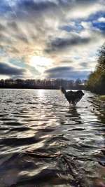 Hundeauslaufgebiet-Hummelsee-Bild