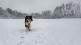 Hundeauslaufgebiet-Abschiedskoppel / Biotop-Bild