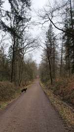 Hundeauslaufgebiet-Forst Endern-Bild
