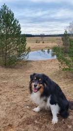 Hundeauslaufgebiet-Kaltenkirchener Heide-Bild