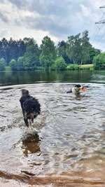 Hundeauslaufgebiet-Hundebadestelle See-Bild
