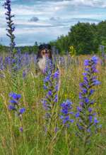 Hundeauslaufgebiet-Kaltenkirchener Heide-Bild