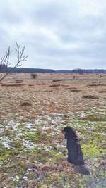 Hundeauslaufgebiet-Kaltenkirchener Heide-Bild