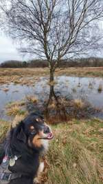 Hundeauslaufgebiet-Kaltenkirchener Heide-Bild