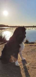 Hundeauslaufgebiet-Himmelmoor-Bild