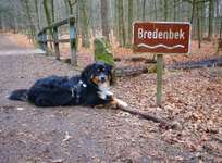 Hundeauslaufgebiet-Forst Endern-Bild