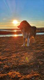 Hundeauslaufgebiet-Himmelmoor-Bild