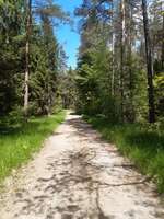 Hundeauslaufgebiet-Wald ggü. Olympia-Schießanlage-Bild