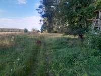 Hundeauslaufgebiet-Mallertshofer Forst-Bild