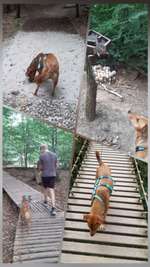 Hundeauslaufgebiet-Erlebnispfad Binger Wald-Bild