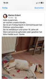 Suchmeldung-Gipsy-Bild