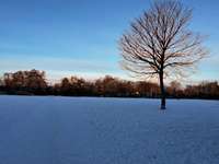 Hundeauslaufgebiet-Mariannenpark-Bild