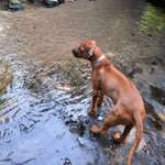 Ersteller:in Britta Profilbild