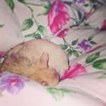 Ersteller:in Phanieschen Profilbild