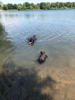 Hundeauslaufgebiet-Hundestrand Waidsee Weinheim-Bild