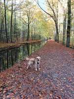 Hundeauslaufgebiet-Busenbach/Kochmühle, an der Alb-Bild