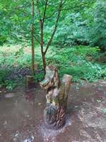 Hundeauslaufgebiet-Hundewald-Bild