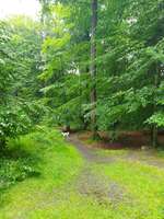 Hundeauslaufgebiet-Hundewald-Bild