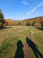 Hundeauslaufgebiet-Busenbach/Kochmühle, an der Alb-Bild