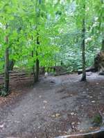 Hundeauslaufgebiet-Hundewald-Bild