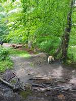 Hundeauslaufgebiet-Hundewald-Bild