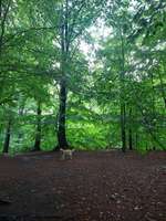 Hundeauslaufgebiet-Hundewald-Bild