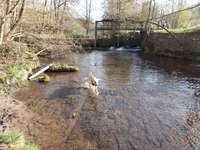 Hundeauslaufgebiet-Busenbach/Kochmühle, an der Alb-Bild
