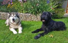 Alaskan Malamute & Riesenschnauzer-Beitrag-Bild