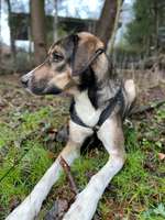 Suchmeldung-Mex-Bild