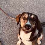 Suchmeldung-Mex-Bild