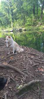 Hundeauslaufgebiet-Hundefreilaufzone Baden, an der Schwechat-Bild