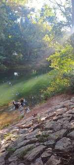 Hundeauslaufgebiet-Hundefreilaufzone Baden, an der Schwechat-Bild