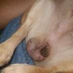 Kruste/Wunde am Hoden?-Beitrag-Bild