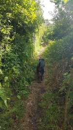 Hundeauslaufgebiet-Hundewald Boostedt-Bild