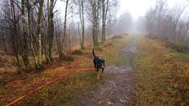 Hundeauslaufgebiet-Dosenmoor-Bild