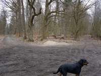 Hundeauslaufgebiet-Dosenmoor-Bild