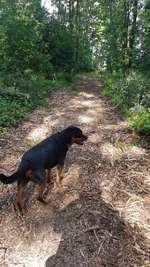 Hundeauslaufgebiet-Hundewald Boostedt-Bild