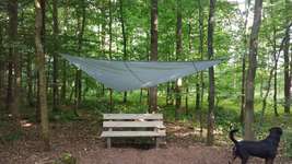 Hundeauslaufgebiet-Hundewald Boostedt-Bild