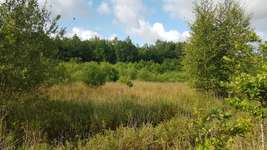 Hundeauslaufgebiet-Hundewald Boostedt-Bild