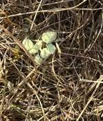 Was kann das sein? Gift?-Beitrag-Bild