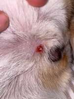 Rötliche Stelle-Beitrag-Bild