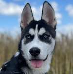 Ersteller:in Nikolai Profilbild