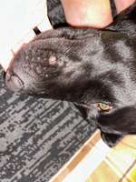 Kleine, offene Beulen an der Schnauze-Beitrag-Bild