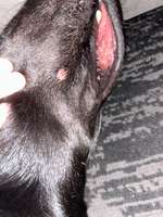 Kleine, offene Beulen an der Schnauze-Beitrag-Bild