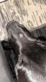 Kleine, offene Beulen an der Schnauze-Beitrag-Bild