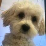 Ersteller:in PfotenFreundin🐾 Profilbild