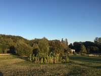 Hundeauslaufgebiet-Steinwiese/ Blindenanstalt-Bild