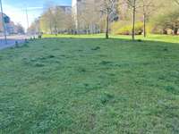 Hundeauslaufgebiet-Ermafa Passage-Bild