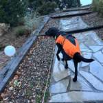 Hundemantel für schmalen großen Labrador-Beitrag-Bild