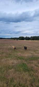 Hundeauslaufgebiet-Große Höhe-Bild